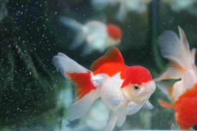 /images/product_images/info_images/fish/oranda-krasno-belaja---zolotaja-rybka_1.jpg