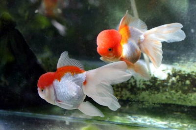 /images/product_images/info_images/fish/oranda-krasno-belaja---zolotaja-rybka_2.jpg