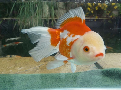 /images/product_images/info_images/fish/oranda-krasno-belaja---zolotaja-rybka_3.jpg