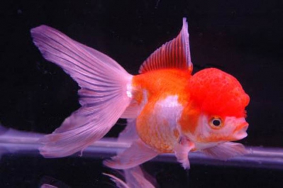 /images/product_images/info_images/fish/oranda-krasno-belaja---zolotaja-rybka_4.jpg