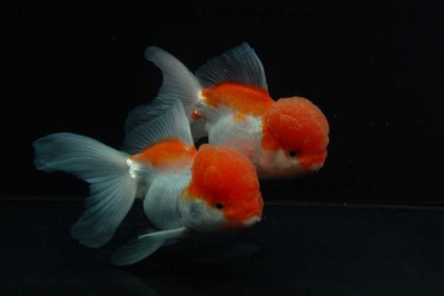 /images/product_images/info_images/fish/oranda-krasno-belaja---zolotaja-rybka_5.jpg