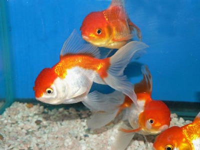 /images/product_images/info_images/fish/oranda-krasno-belaja---zolotaja-rybka_6.jpg