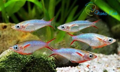 /images/product_images/info_images/fish/orizias-vovora---oryzias-woworae_2.jpg