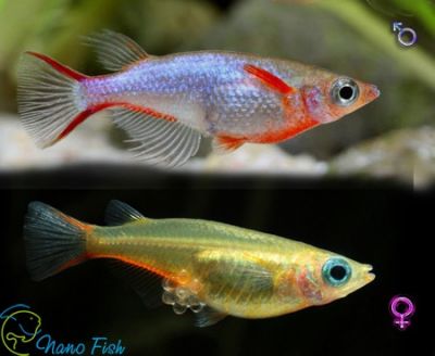 /images/product_images/info_images/fish/orizias-vovora---oryzias-woworae_3.jpg