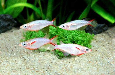 /images/product_images/info_images/fish/orizias-vovora---oryzias-woworae_4.jpg