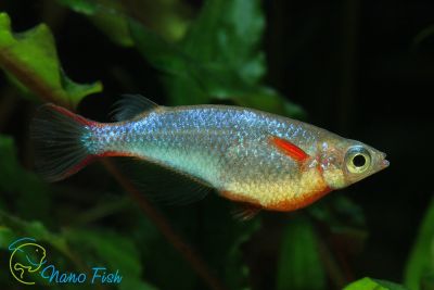 /images/product_images/info_images/fish/orizias-vovora---oryzias-woworae_5.jpg