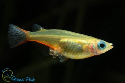 /images/product_images/info_images/fish/orizias-vovora---oryzias-woworae_6.jpg