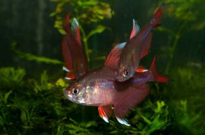 /images/product_images/info_images/fish/ornatus-beloplavnichnyj---hyphessobrycon-bentosi_2.jpg