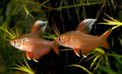 /images/product_images/info_images/fish/ornatus-beloplavnichnyj---hyphessobrycon-bentosi_3.jpg