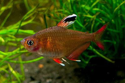 /images/product_images/info_images/fish/ornatus-beloplavnichnyj---hyphessobrycon-bentosi_5.jpg