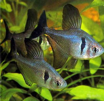 /images/product_images/info_images/fish/ornatus-chjornyj---hyphessobrycon-megalopterus_2.jpg