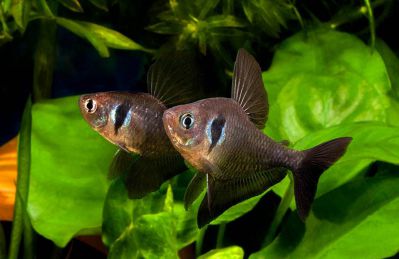 /images/product_images/info_images/fish/ornatus-chjornyj---hyphessobrycon-megalopterus_3.jpg