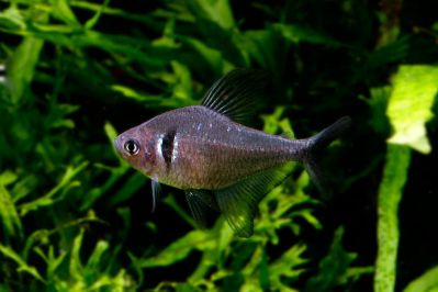 /images/product_images/info_images/fish/ornatus-chjornyj---hyphessobrycon-megalopterus_4.jpg