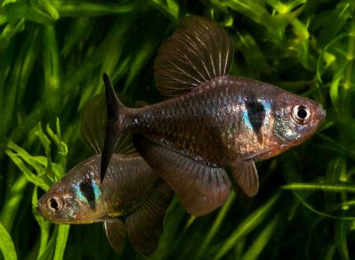 /images/product_images/info_images/fish/ornatus-chjornyj---hyphessobrycon-megalopterus_5.jpg