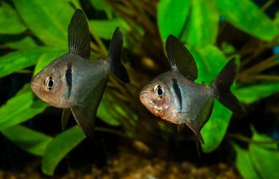 /images/product_images/info_images/fish/ornatus-chjornyj---hyphessobrycon-megalopterus_6.jpg