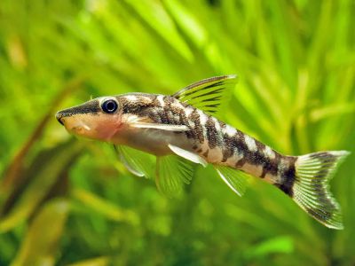 /images/product_images/info_images/fish/otocinkljus-zebra----otocinclus-cocama_1.jpg