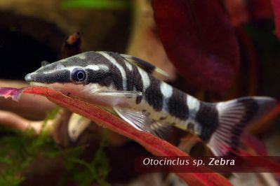 /images/product_images/info_images/fish/otocinkljus-zebra----otocinclus-cocama_2.jpg