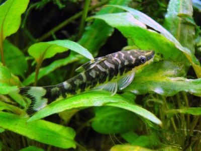 /images/product_images/info_images/fish/otocinkljus-zebra----otocinclus-cocama_3.jpg