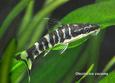 /images/product_images/info_images/fish/otocinkljus-zebra----otocinclus-cocama_6.jpg