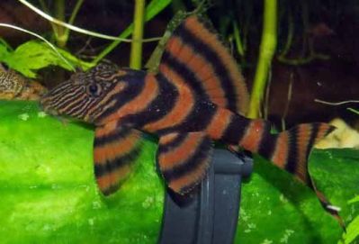 /images/product_images/info_images/fish/panak-krasnaja-zebra-l-393---panaqolus-l397_1.jpg