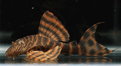 /images/product_images/info_images/fish/panak-krasnaja-zebra-l-393---panaqolus-l397_4.gif