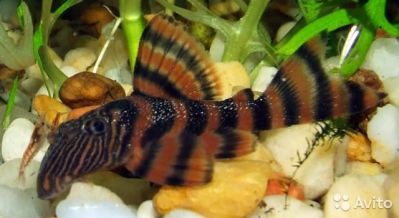 /images/product_images/info_images/fish/panak-krasnaja-zebra-l-393---panaqolus-l397_5.jpg