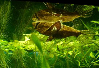 /images/product_images/info_images/fish/pantodon-babochka-pantodon-buchholzi_4.jpg