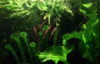 /images/product_images/info_images/fish/pecilobrikon-nannostomus-eques_1.jpg