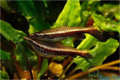 /images/product_images/info_images/fish/pecilobrikon-nannostomus-eques_3.jpg