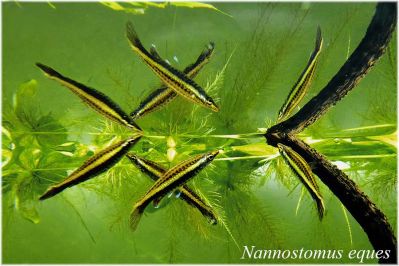 /images/product_images/info_images/fish/pecilobrikon-nannostomus-eques_6.jpg