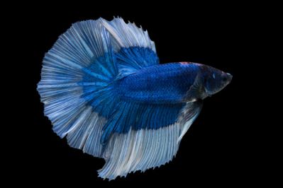 Петушок Бело-Синий Дельта - Blue-White Delta Betta