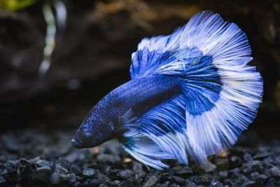 /images/product_images/info_images/fish/petushok-belo-sinij-delta---blue-white-delta-betta_1.jpg