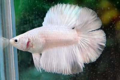 /images/product_images/info_images/fish/petushok-belyj-dvuhvostyj-white-double-tail-betta_1.JPG