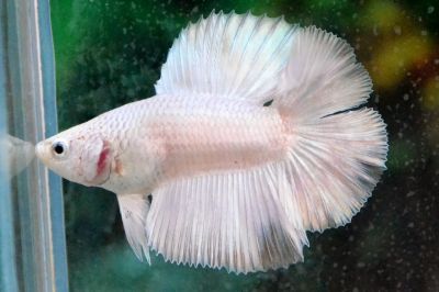 /images/product_images/info_images/fish/petushok-belyj-dvuhvostyj-white-double-tail-betta_1.JPG