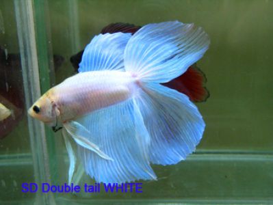/images/product_images/info_images/fish/petushok-belyj-dvuhvostyj-white-double-tail-betta_2.JPG