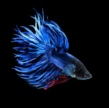 Петушок Синий Королевский Crown taill Betta