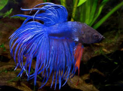 /images/product_images/info_images/fish/petushok-blue-korolevskij-crown-taill-betta_2.jpg