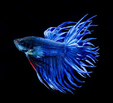 /images/product_images/info_images/fish/petushok-blue-korolevskij-crown-taill-betta_3.jpg