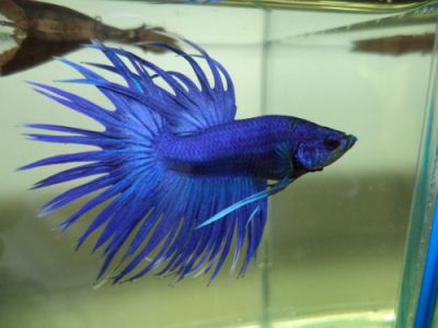 /images/product_images/info_images/fish/petushok-blue-korolevskij-crown-taill-betta_4.jpg