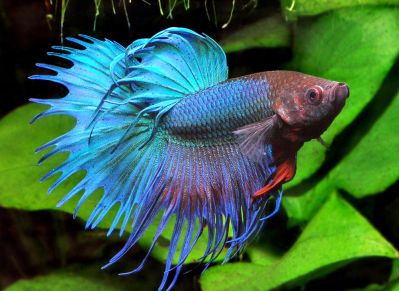 /images/product_images/info_images/fish/petushok-blue-korolevskij-crown-taill-betta_5.jpg