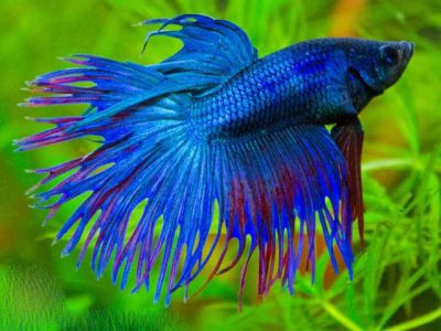 /images/product_images/info_images/fish/petushok-blue-korolevskij-crown-taill-betta_6.jpg