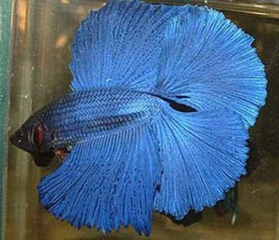 /images/product_images/info_images/fish/petushok-dvuhvostyj-blue---blue-double-tail-betta_1.jpg