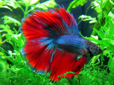 Петушок Двухвостый Blue&Red Butterfly - Blue&Red Butterfly Double tail Betta