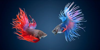 /images/product_images/info_images/fish/petushok-korolevskij-crown-taill-betta_1.jpg