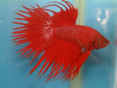 /images/product_images/info_images/fish/petushok-korolevskij-crown-taill-betta_4.jpg