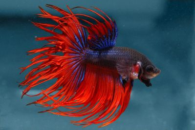 /images/product_images/info_images/fish/petushok-korolevskij-crown-taill-betta_6.jpg