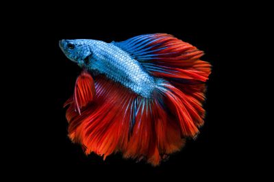 /images/product_images/info_images/fish/petushok-krasno-sinij-super-delta---red-blue-super-delta-betta_1.jpg