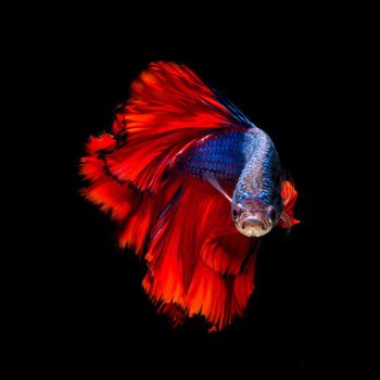 /images/product_images/info_images/fish/petushok-krasno-sinij-super-delta---red-blue-super-delta-betta_2.jpg