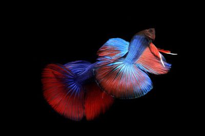 /images/product_images/info_images/fish/petushok-krasno-sinij-super-delta---red-blue-super-delta-betta_3.jpg