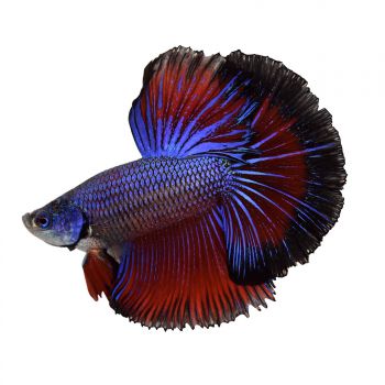 /images/product_images/info_images/fish/petushok-krasno-sinij-super-delta---red-blue-super-delta-betta_5.jpg